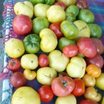 tomatoes provencale