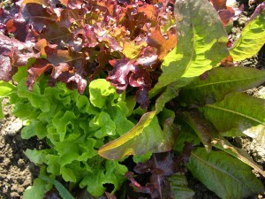 Caretaker Farm salad greens