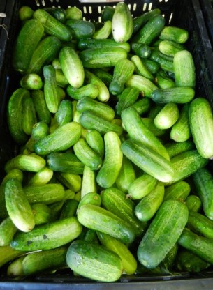 Pickling-Cucumbers