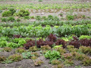 2-mex field lettuce