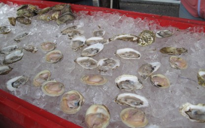 shucked oysters