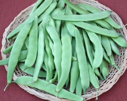 Romano-beans-picked1