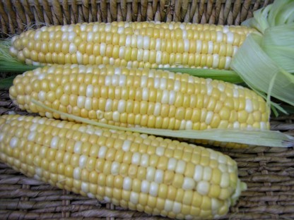 corn2