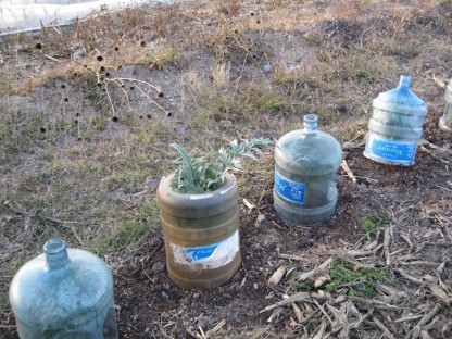 hh urban farming 2 artichoke